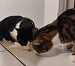 Pirate et Crevette, les chats testeurs