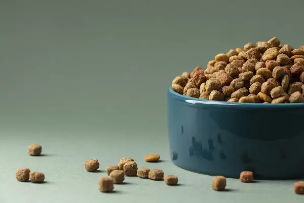 Meilleures croquettes pour chat stérilisé (2025) : notre top 3