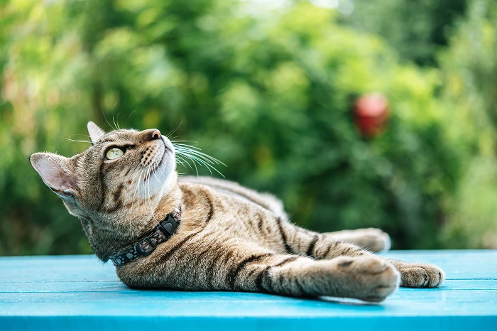 Un chat heureux
