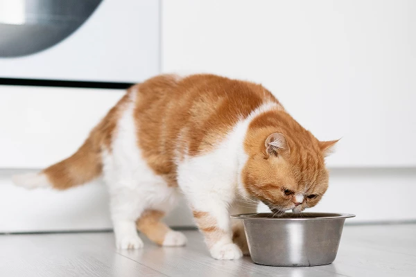 Croquettes pour chat sénior (2025) | Guide nutrition