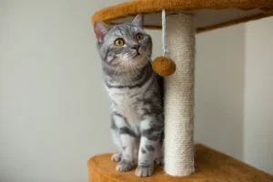 Meilleurs arbres à chat (2025) | Guide d’achat complet