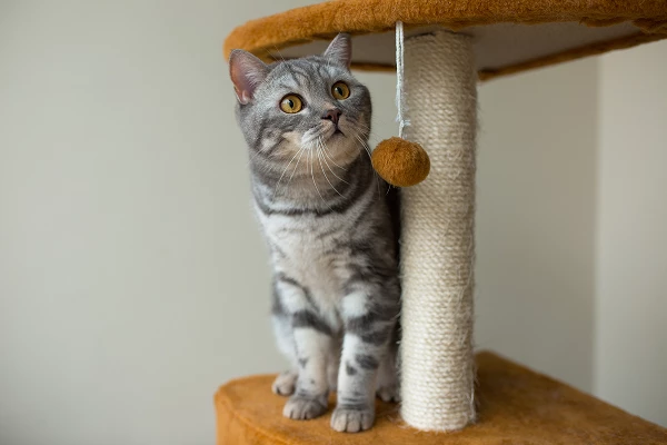 Meilleurs arbres à chat (2025) | Guide d’achat complet