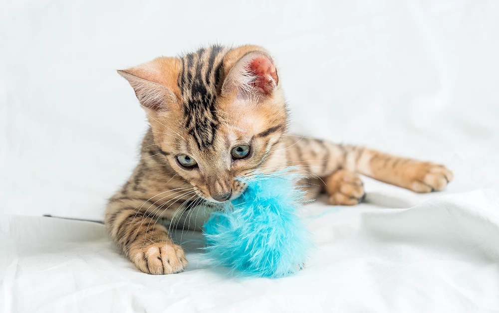 Meilleurs jouets interactifs pour chat (2025) | Comparatif & sélection